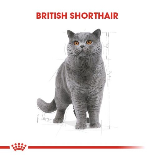 Royal Canin British Shorthair İçin Özel Irk Yetişkin Kedi Maması 10 kg